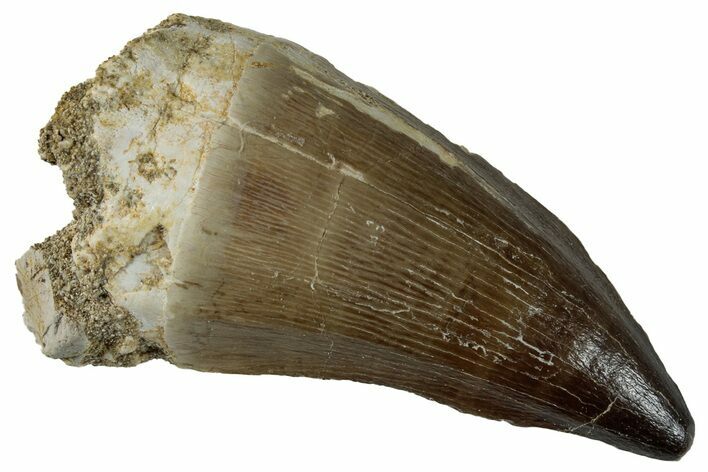 Large, Fossil Mosasaur (Prognathodon) Tooth - Morocco #262802